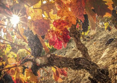 wine route tempranillo