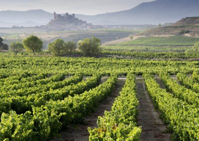 rioja wine region Photograph: Alberto Loyo
